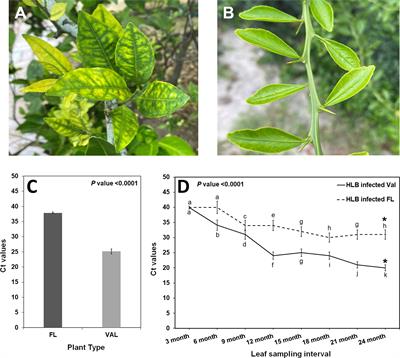 Insights into the mechanism of Huanglongbing tolerance in the Australian finger lime (Citrus australasica)